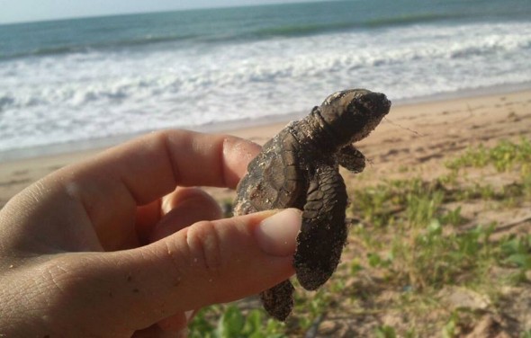 Sea turtles in Brazil